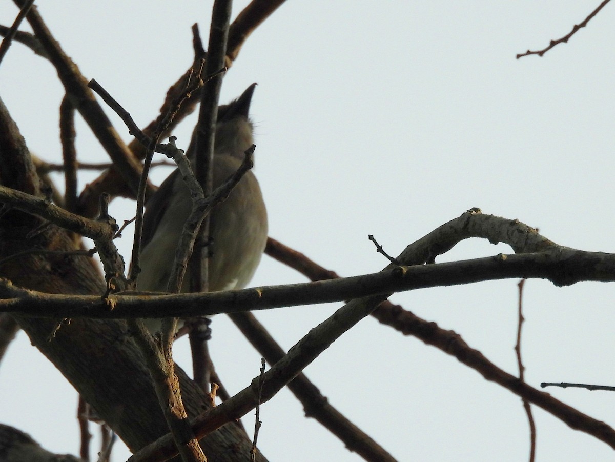 Sri Lanka Woodshrike - ML643526252