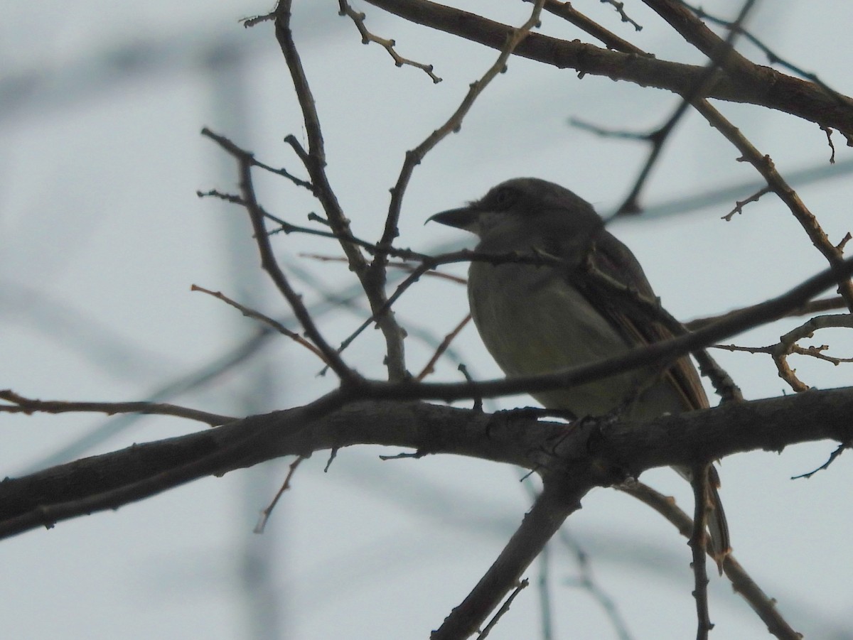 Sri Lanka Woodshrike - ML643526253