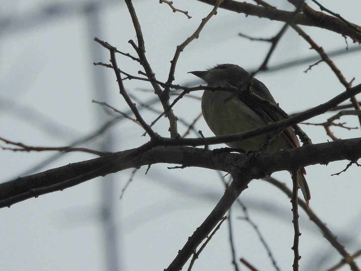 Sri Lanka Woodshrike - ML643526254