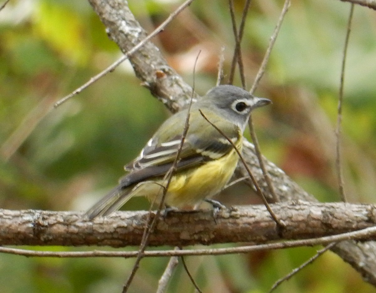 Blue-headed Vireo - ML643526263