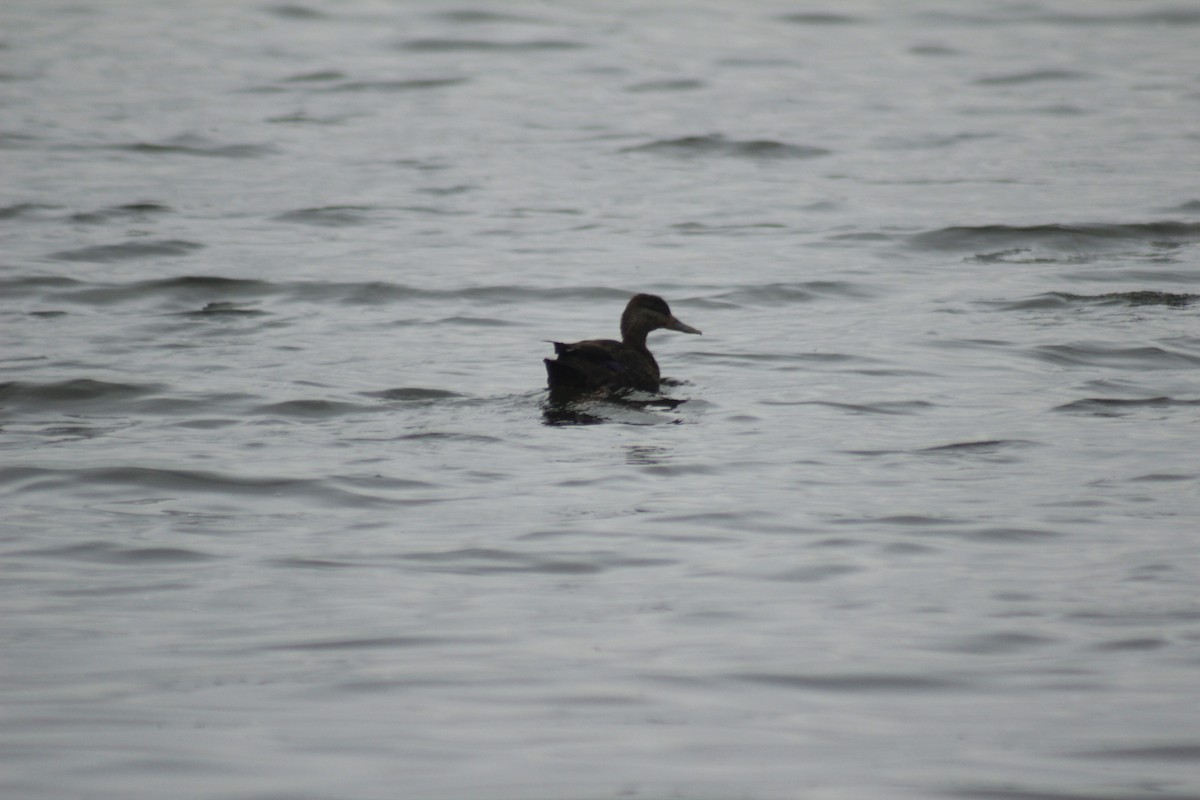 American Black Duck - ML643526270