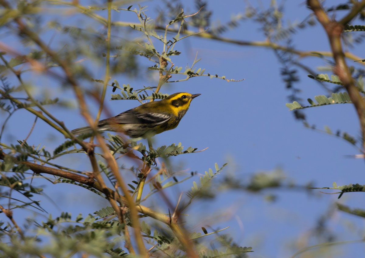 Townsend's Warbler - ML643526271
