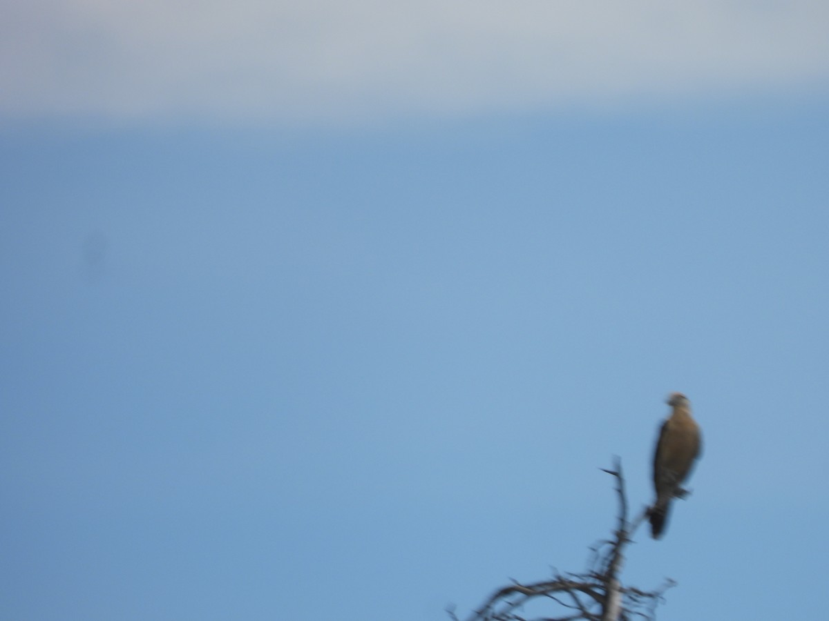 Yellow-headed Caracara - ML643526272