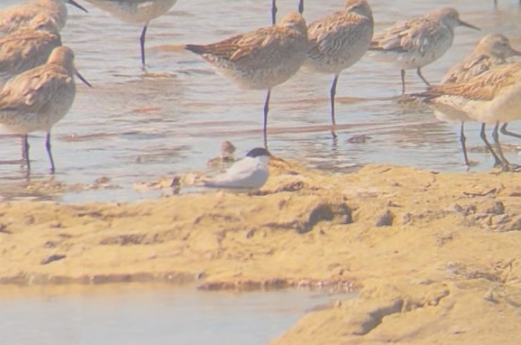Little Tern - ML643526273