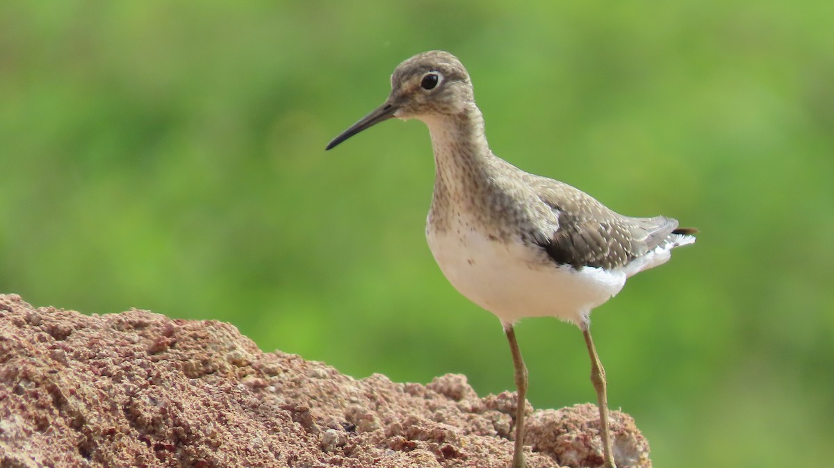 Solitary Sandpiper - ML643526296