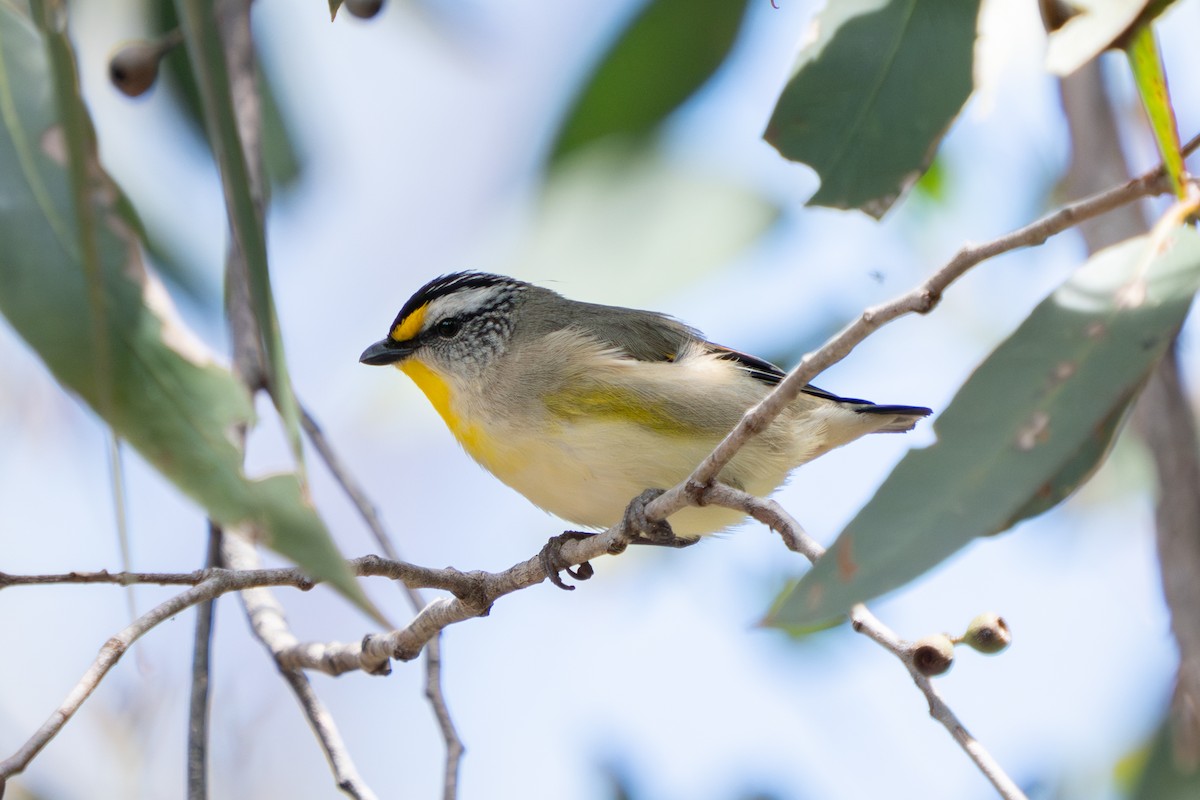 Striated Pardalote - ML643526300