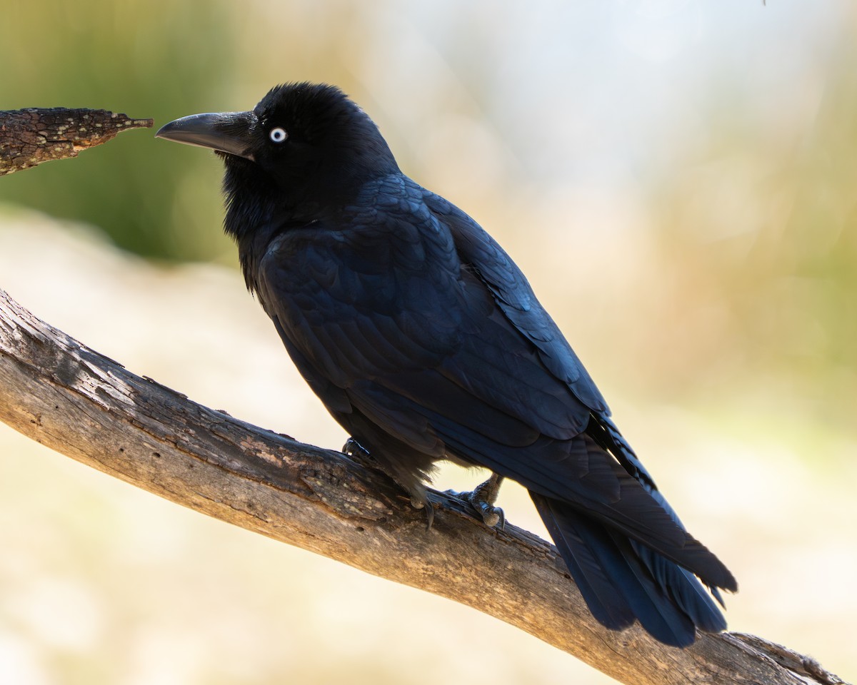 Corbeau de Tasmanie - ML643526329
