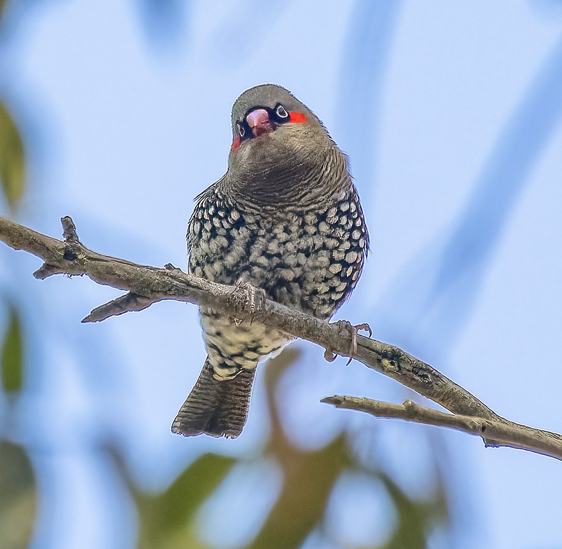 Red-eared Firetail - ML643526358