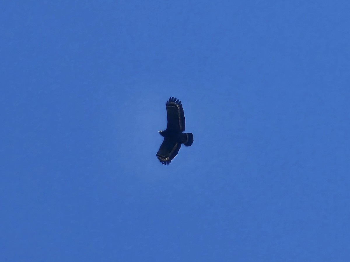 Crested Serpent-Eagle - ML643526359