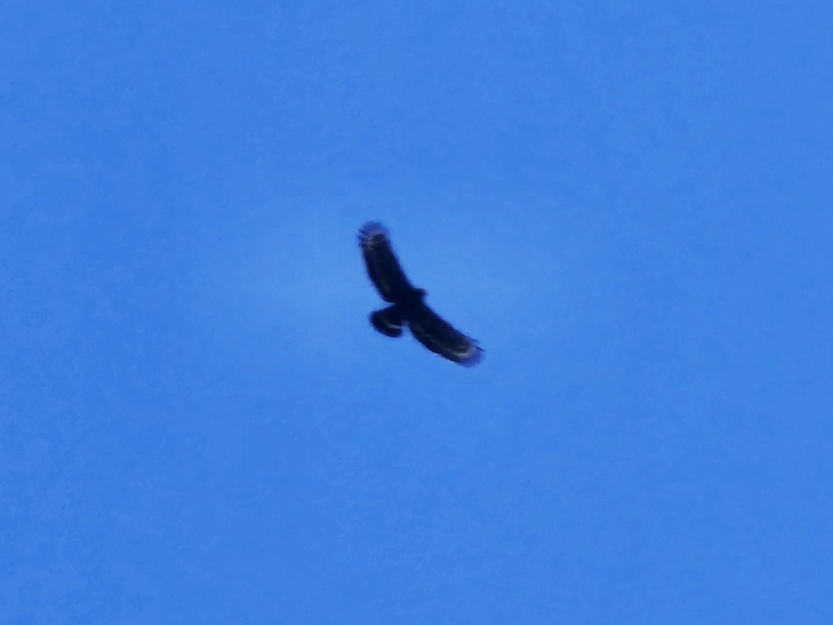 Crested Serpent-Eagle - ML643526360