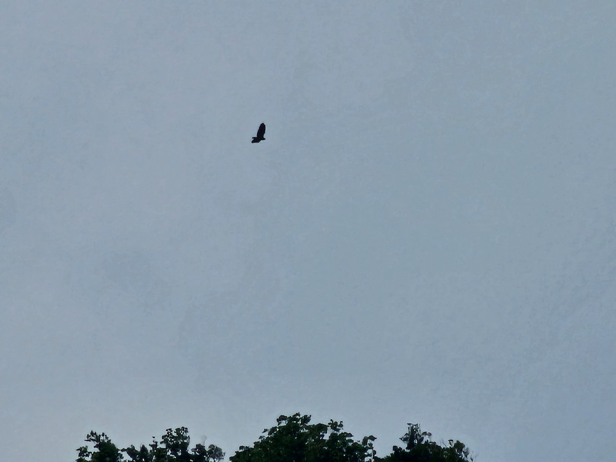 Crested Serpent-Eagle - ML643526371