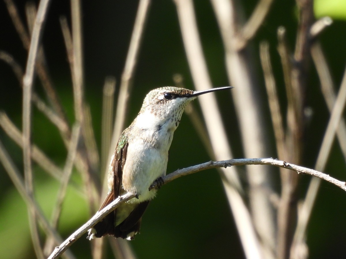 Ruby-throated Hummingbird - ML643526372