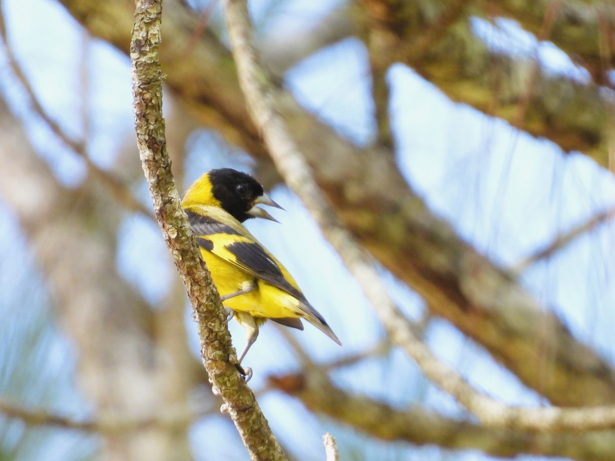 Black-headed Siskin - ML643526378