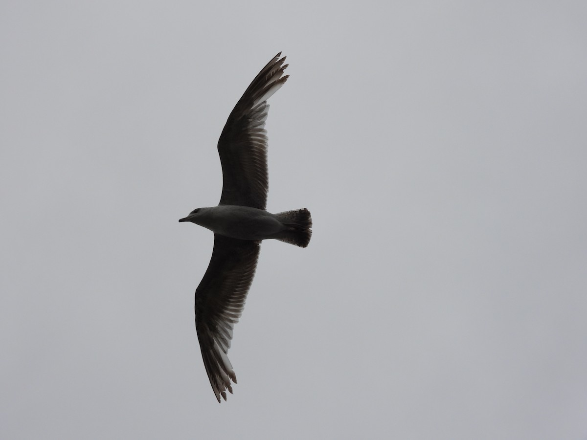 gull sp. - ML643526379