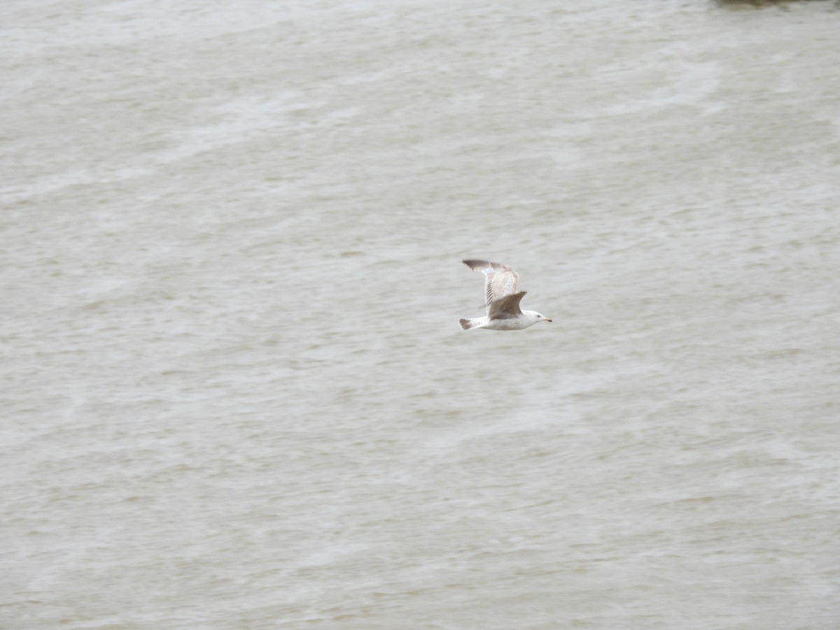 gull sp. - ML643526380