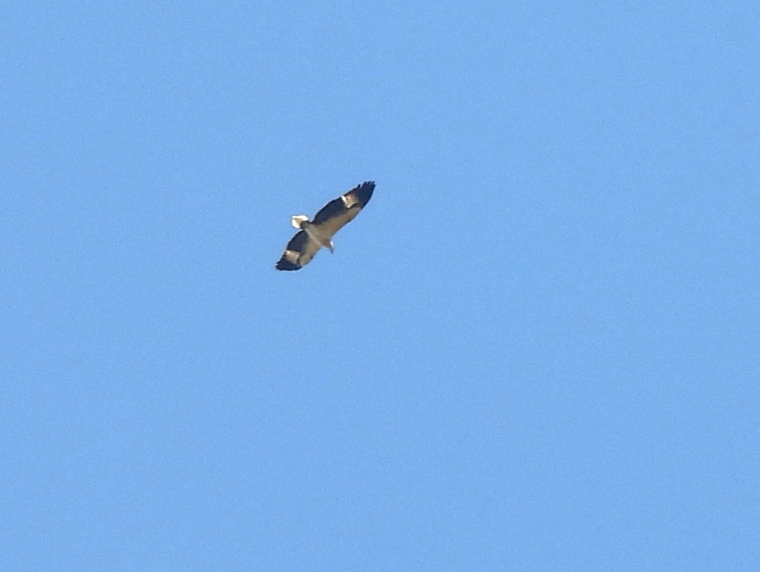 Changeable Hawk-Eagle - ML643526383