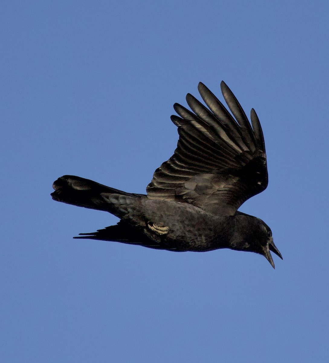 American Crow - ML643526384