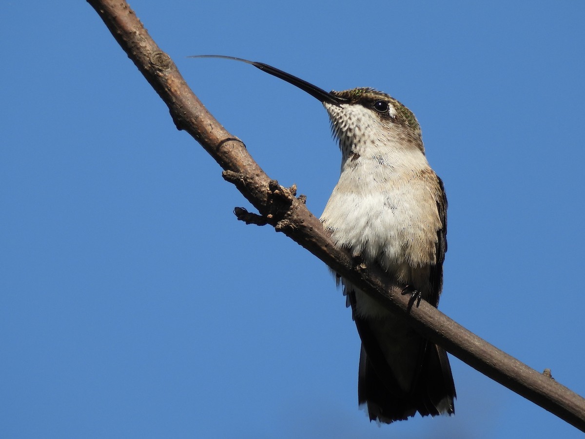 Ruby-throated Hummingbird - ML643526392