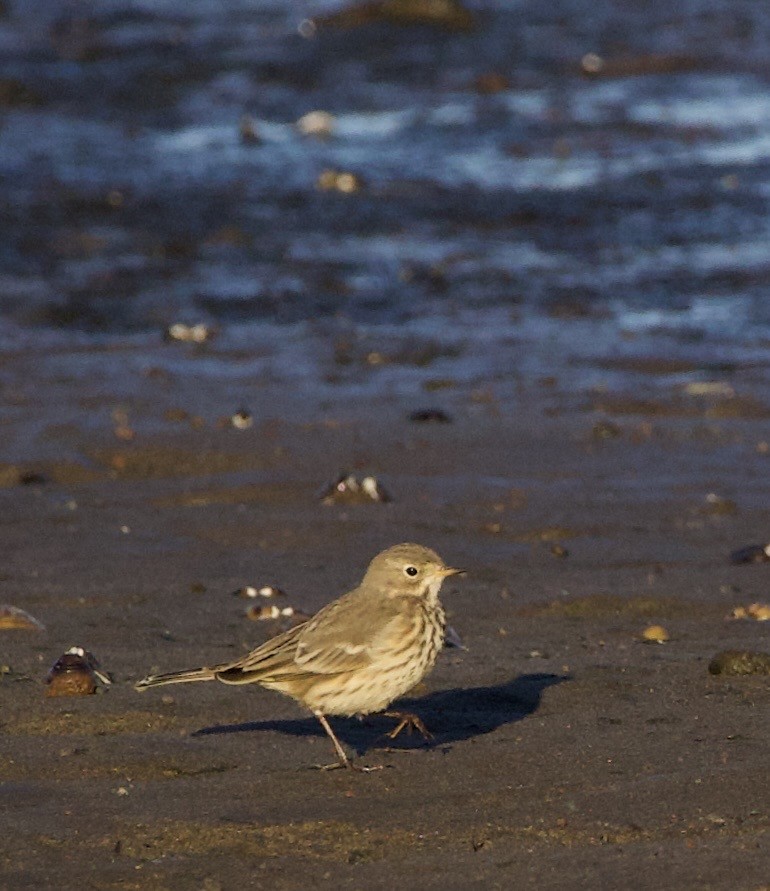 American Pipit - ML643526396