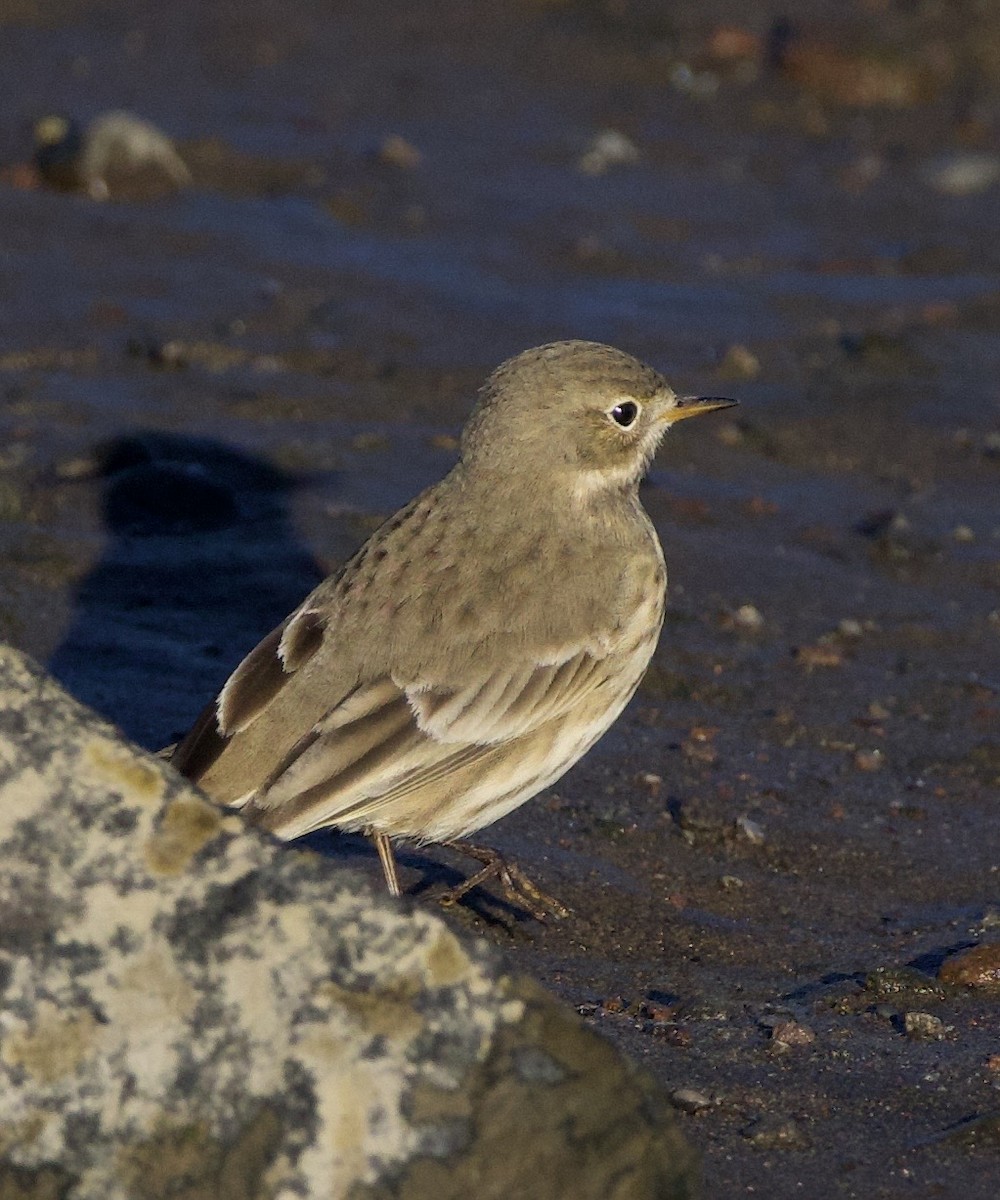 American Pipit - ML643526398