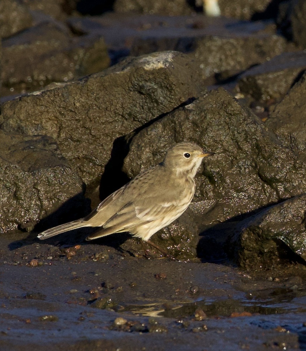 American Pipit - ML643526401