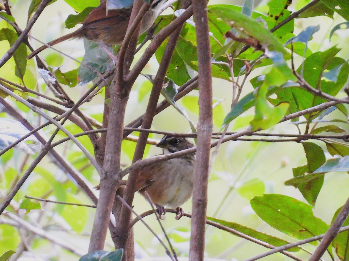Rusty Sparrow - ML643526424