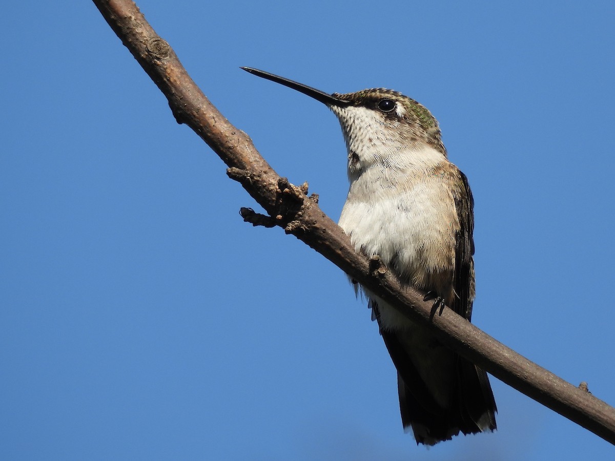 Ruby-throated Hummingbird - ML643526430