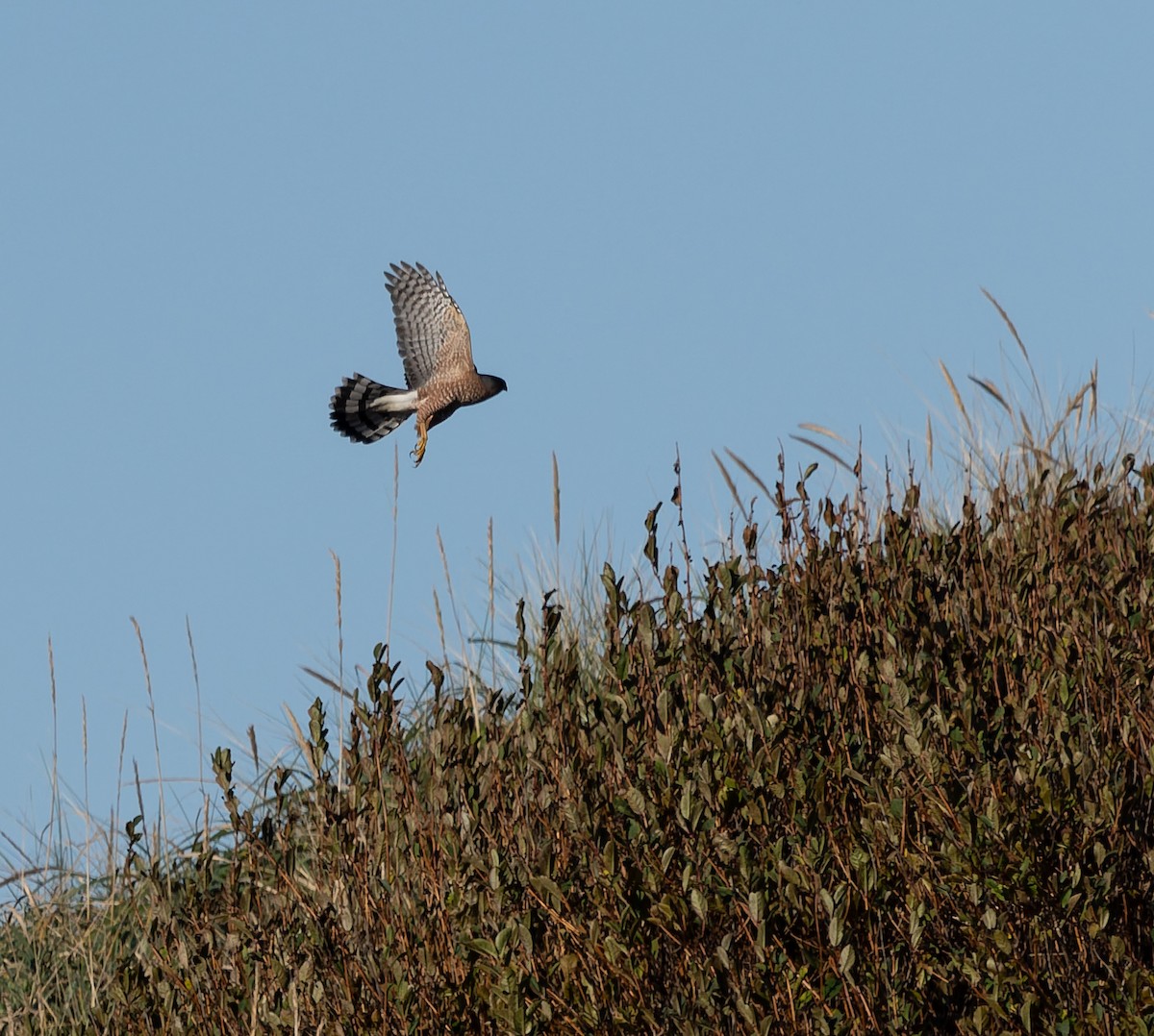 Cooper's Hawk - ML643526431