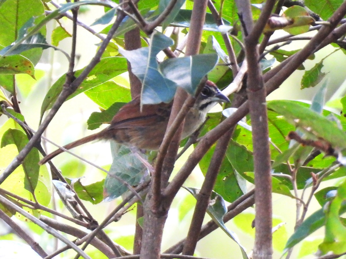 Rusty Sparrow - ML643526436