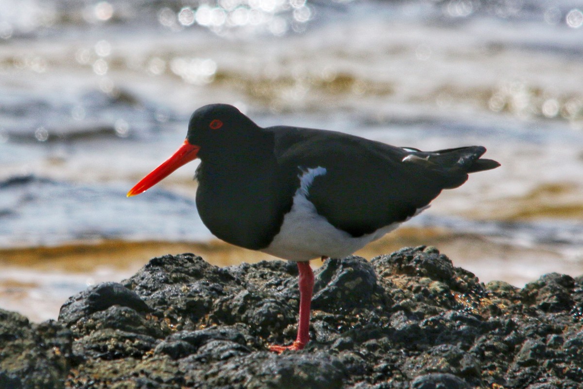 Pied Oystercatcher - ML643526437