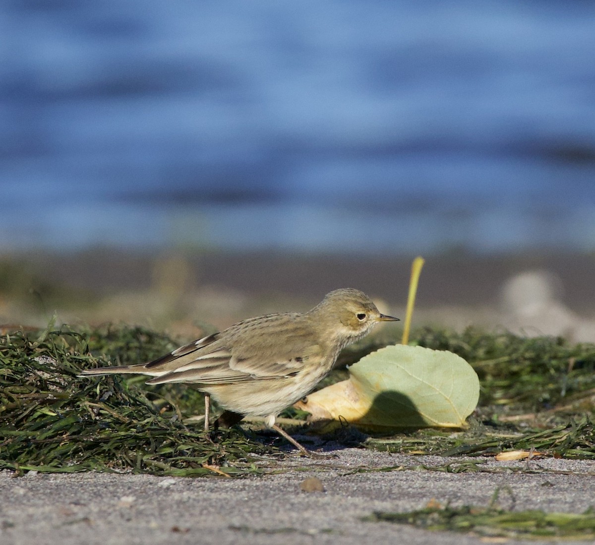 American Pipit - ML643526444