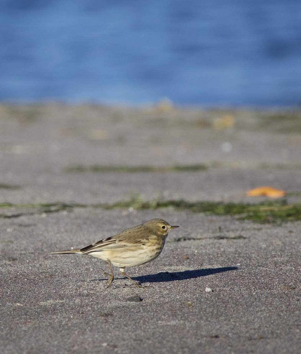 American Pipit - ML643526445