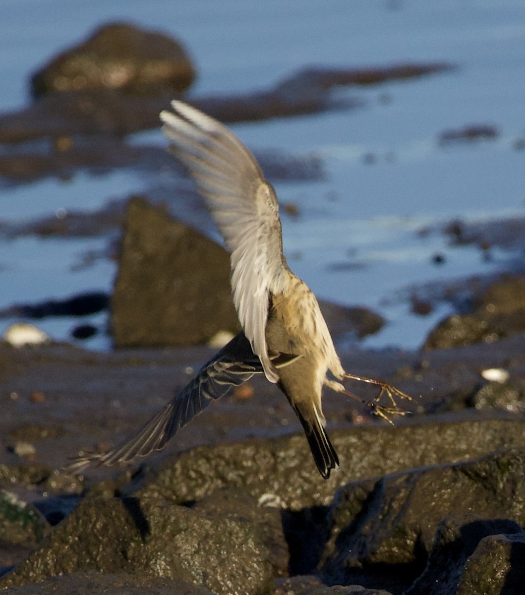 American Pipit - ML643526446