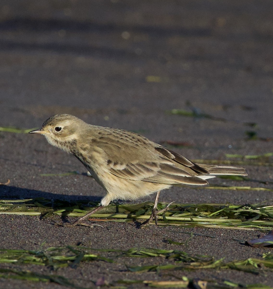 American Pipit - ML643526447