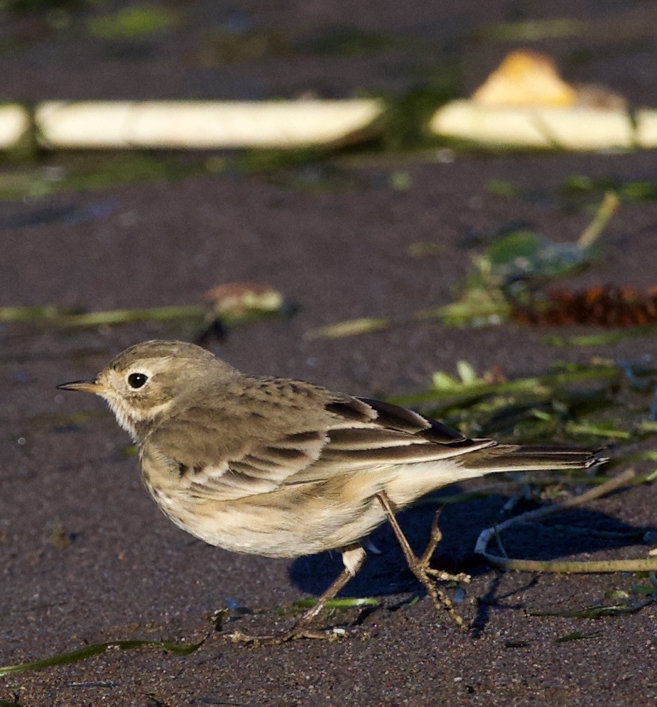 American Pipit - ML643526448