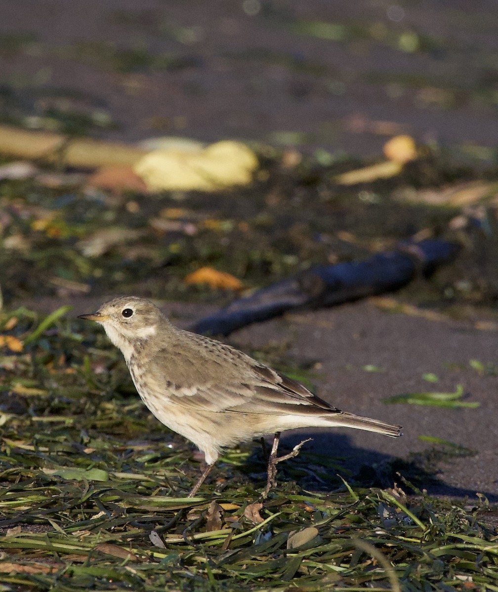 American Pipit - ML643526449