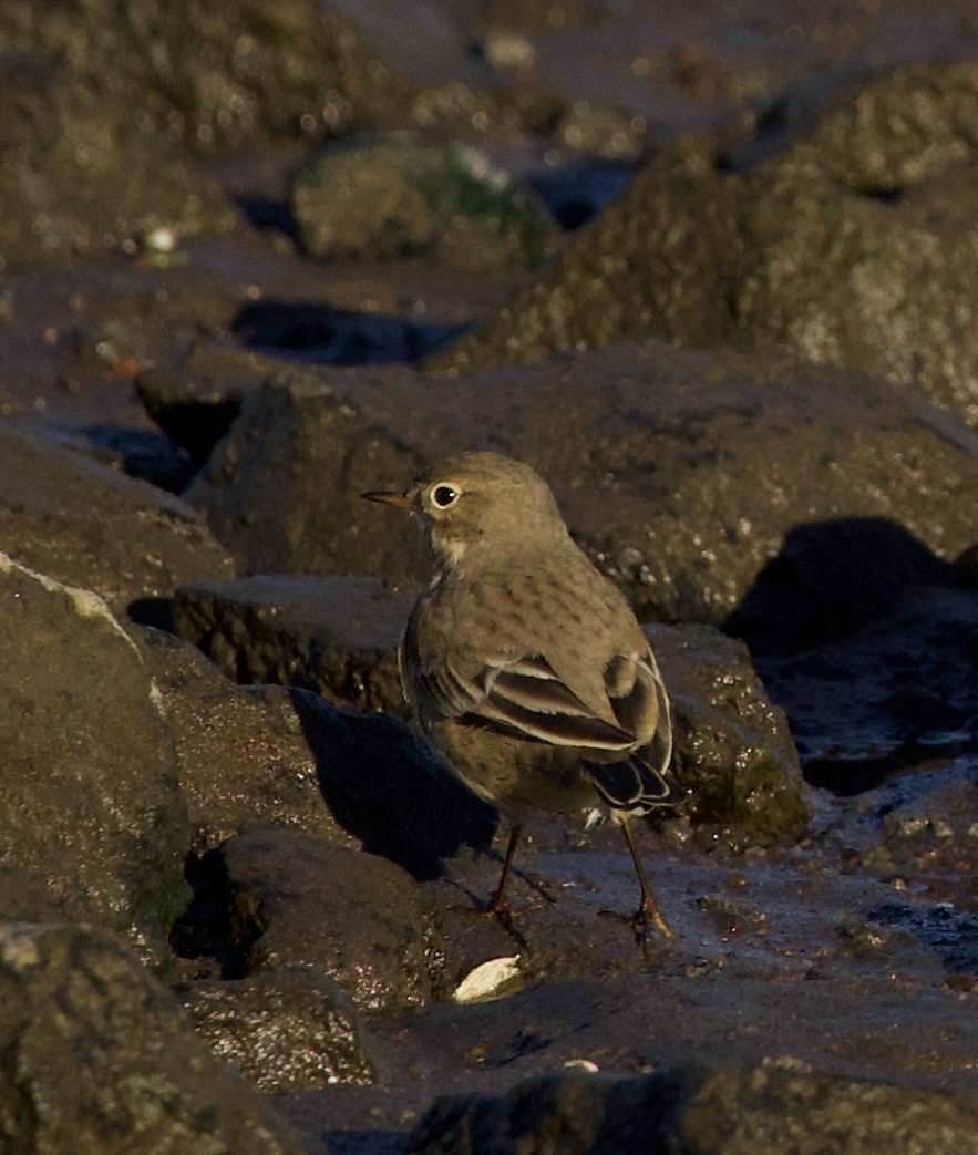 American Pipit - ML643526450