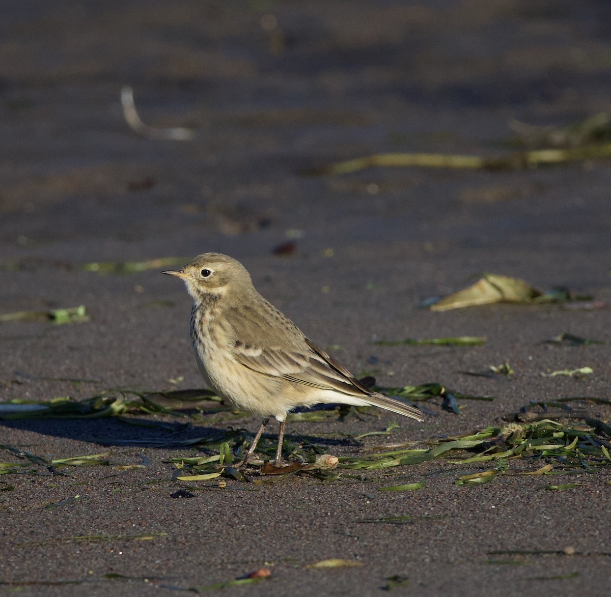 American Pipit - ML643526451