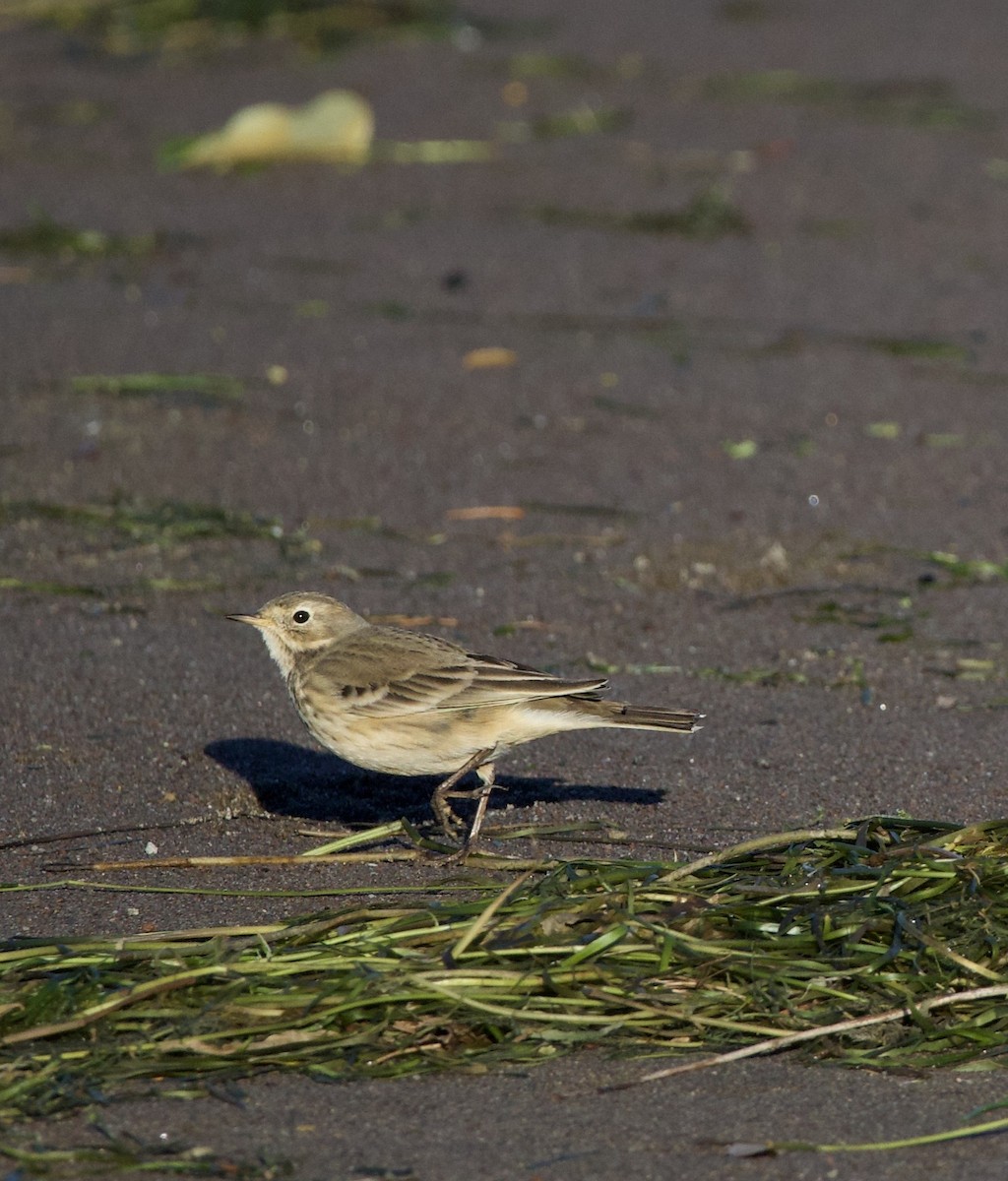 American Pipit - ML643526452