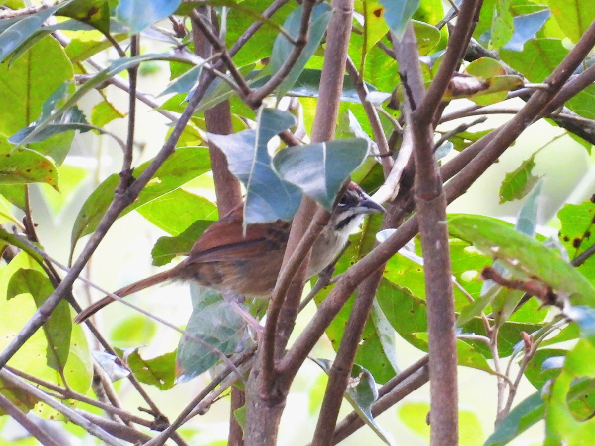 Rusty Sparrow - ML643526455