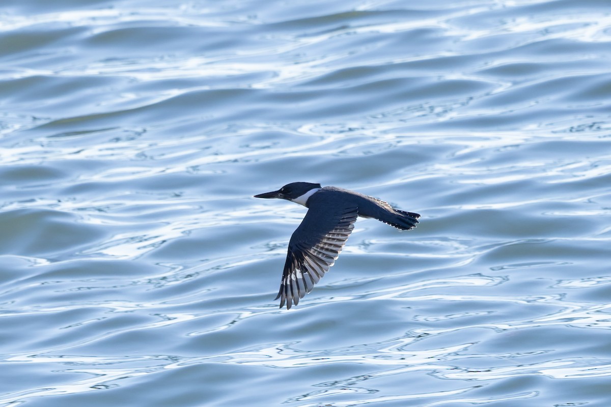 Belted Kingfisher - ML643526463
