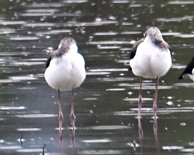 Avoceta Americana - ML643526467