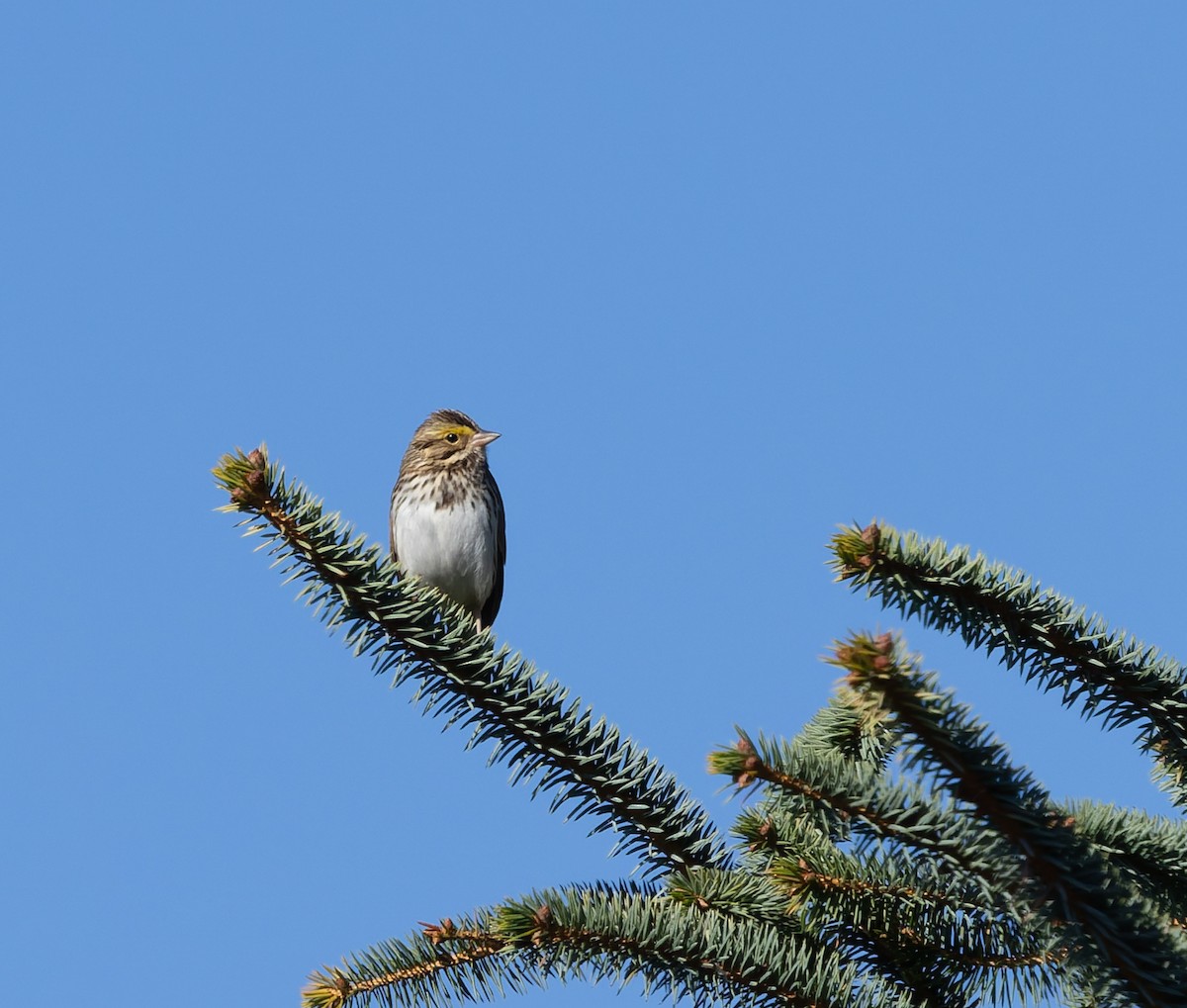 Savannah Sparrow - ML643526469