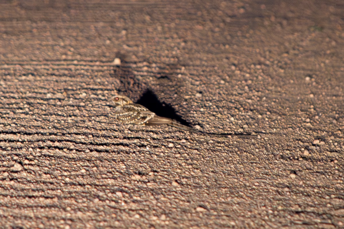 Scissor-tailed Nightjar - ML643526470