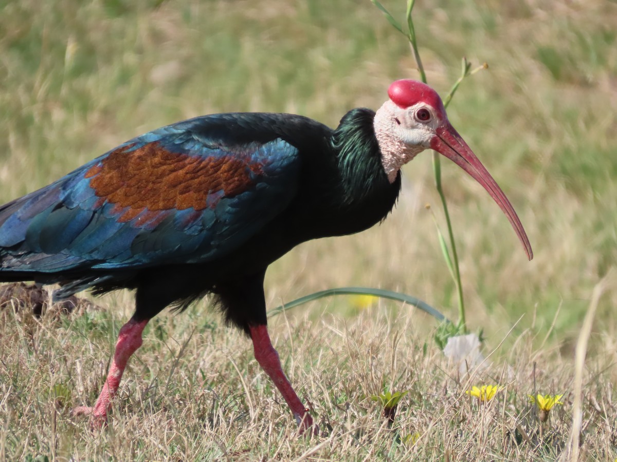 Southern Bald Ibis - ML643526473
