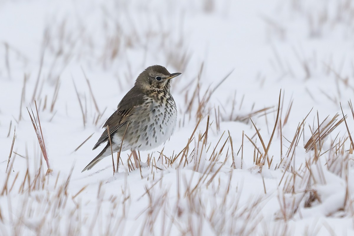 Song Thrush - ML643526477