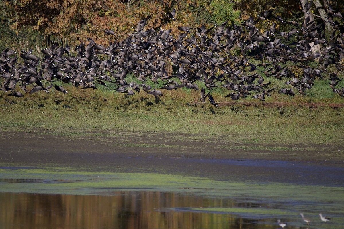 Branta kanadar txikia - ML643526490