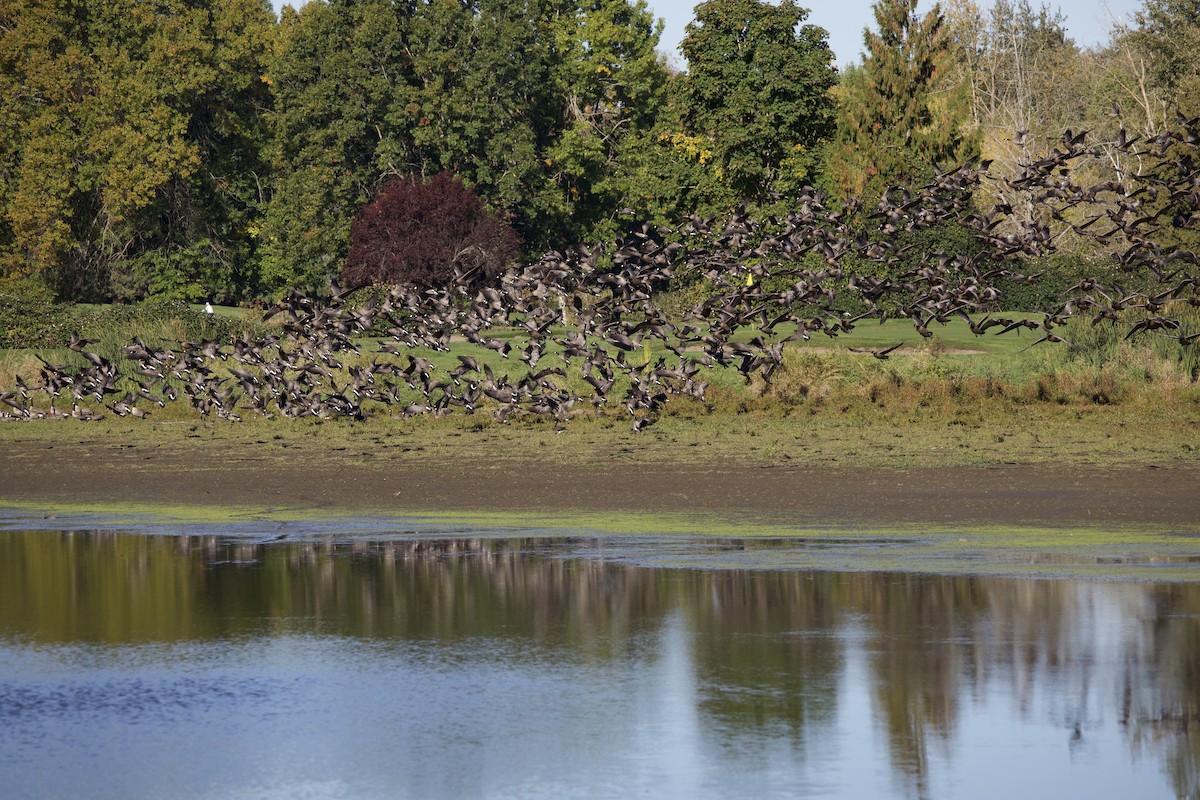 Branta kanadar txikia - ML643526492