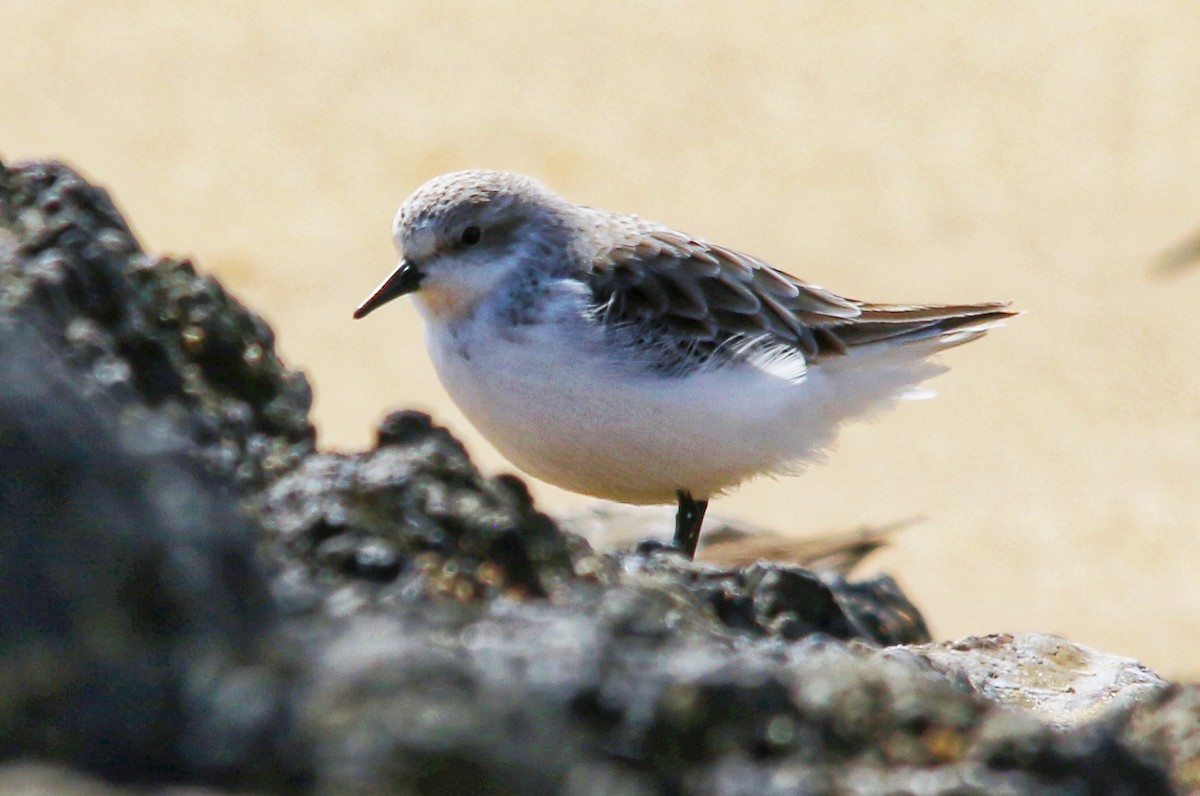 Red-necked Stint - ML643526493