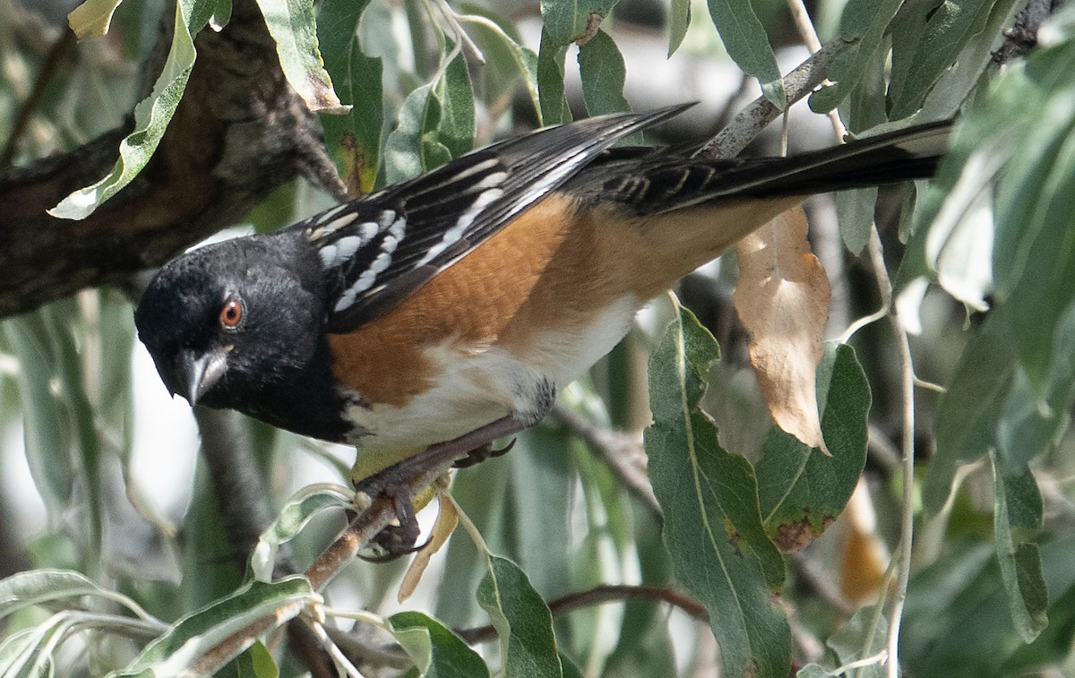 Spotted Towhee - ML643526501